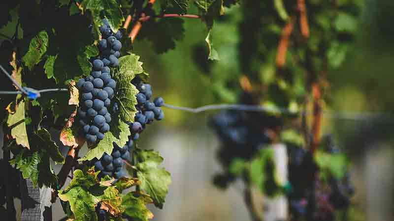 Matalj Vinarija Crno grozdje