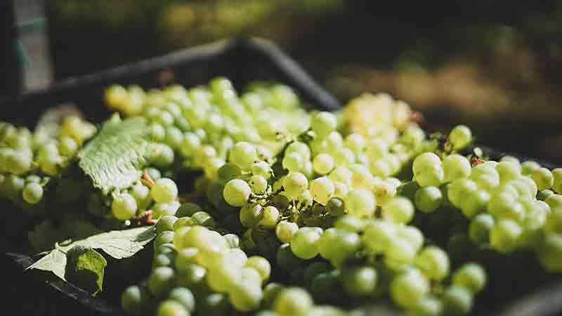 Matalj Vinarija Belo grozdje